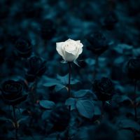 VOUS Worship - Dying To Be Different (Live)