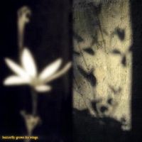 Shy - butterfly grows its wings