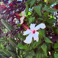 Europa - Blossom