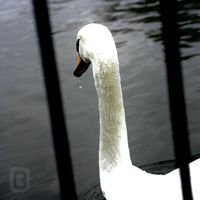 Cargo Cult - Buried by Love