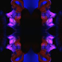 QUBE - ARIES RISES