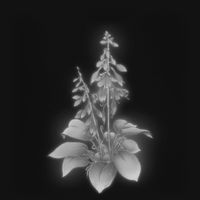 ISMA - HOSTA