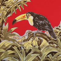 Amentia - Toucan