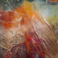 Shields - Red & Green (Explicit)