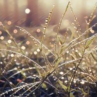 anthony thomas - Morning Dew