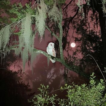 Beak - Ccm (Explicit)