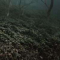 ArchitectSound - Evergreen