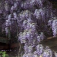FLOWER - Musica triste (non sei solo)