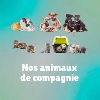 Sawubona! - Nos amimaux de compagnie