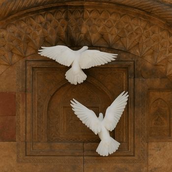 MANOR - doves