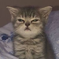 Ira - Maximo Suspense