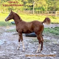 Cholo Valderrama - Reglas De Caballo Bueno