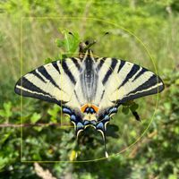 Dominique - Butterfly