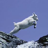 JLS - GOAT