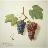 Joshua - Grapevine