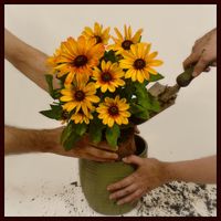 COLLAGE - Where Do We Grow from Here?