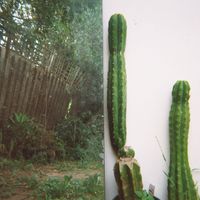 Echo Park - Armitage