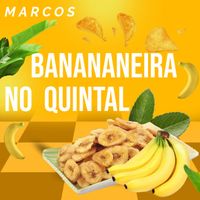 MARCOS - BANANEIRA NO QUINTAL