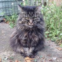 Music For Cats - Looking Good, Feline Good!