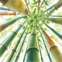 Aura - Bamboo