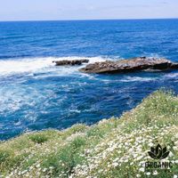 Sea Sounds - Rest by the Bay