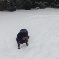 Ruff Ruff Tracks - Whatever