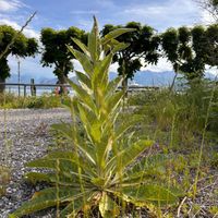 PatRice - All on my own