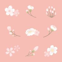 Florin - Lovely Sakura