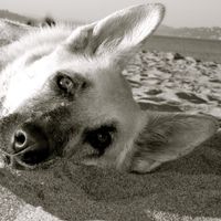 Avishai - Song From The Past