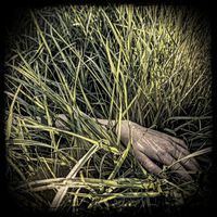 Crop Circles - Under Tall Grass