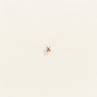 Corey Liss - Simple Recluse