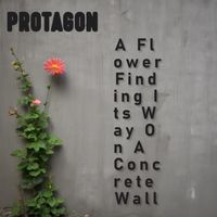 Protagon - A Flower Finding Its Way On A Concrete Wall