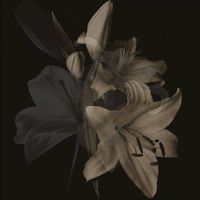 Shy - in the end (Explicit)