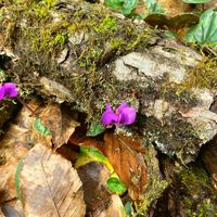 AstroPilot - The Quiet Season