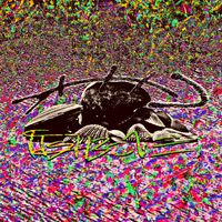 Fishbone - Muskellunge