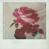 Wellz - Bouquets Of Roses (Explicit)