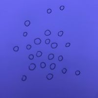 ReAcH - zebra monkey great white shark ditch recover (Explicit)