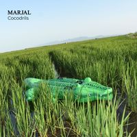 Marjal - Cocodrils
