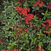 invention_ - stoneleaf