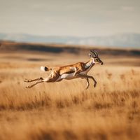 Toka - Run Wild Run Free