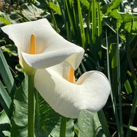 Windows of Meditation - The Breath of Light