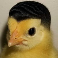 WILD - All In Dance Drop (Explicit)