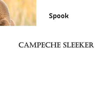 Spook - Campeche Sleeker