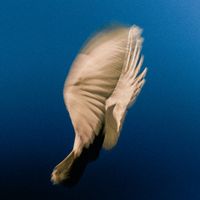 SWIM - Dear Friend