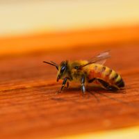 Lolo - Sting Bee (Explicit)