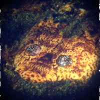 Stargazer - Stargazer