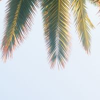 loco - tell me why