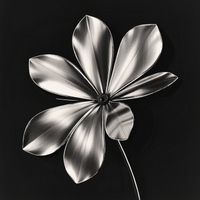 Solaris - Chrome Petals