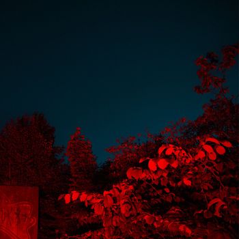 Nektar - Ge mig allt du har