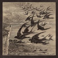 Neutral Milk Hotel - Little Birds